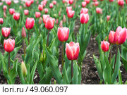 Masses of Tulip Jumbo Beauty in full bloom, soft pink May flowers creating a vibrant floral display, ideal as a background or spring-themed postcard. Стоковое фото, фотограф Татьяна Терехина / Фотобанк Лори