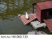 A white crested duck stands near a turtle on a wooden dock by a small red house in Yuyuan Garden, Shanghai, with reflections on the green water surface. Стоковое фото, фотограф Татьяна Терехина / Фотобанк Лори