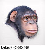 Chimpanzee head, realistic vector illustration. Стоковая иллюстрация, агентство Ingram Publishing / Фотобанк Лори