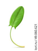 Fresh green leaf sorrel, vector illustration. Стоковая иллюстрация, агентство Ingram Publishing / Фотобанк Лори
