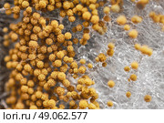 macro shot of fuzzy mold in agar-agar. Стоковое фото, агентство Ingram Publishing / Фотобанк Лори