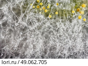 macro shot of fuzzy mold in agar-agar. Стоковое фото, агентство Ingram Publishing / Фотобанк Лори