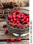 Vase with ripe cornelian cherry. Harvest ripe berries of dogwood in a stylish vase. Стоковое фото, агентство Ingram Publishing / Фотобанк Лори