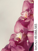 beautiful orchid flowers. Стоковое фото, агентство Ingram Publishing / Фотобанк Лори