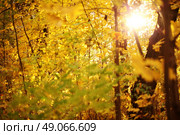 Yellow autumn leaves. Стоковое фото, агентство Ingram Publishing / Фотобанк Лори