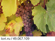 Fresh juicy grape. Стоковое фото, агентство Ingram Publishing / Фотобанк Лори