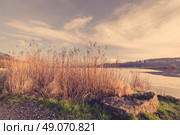 Reeds in the winter at a frozen lake landscape. Стоковое фото, агентство Ingram Publishing / Фотобанк Лори