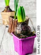 Young germinating hyacinth in plastic pot filled with peat. Spring hyacinth bulbs. Стоковое фото, агентство Ingram Publishing / Фотобанк Лори