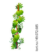 Vertical tropical jungle forest liana vine branch. Стоковая иллюстрация, иллюстратор VectorTradition / Фотобанк Лори