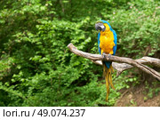 macaw on the branch. Стоковое фото, агентство Ingram Publishing / Фотобанк Лори