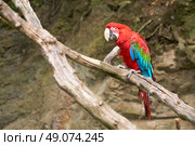 macaw on the branch. Стоковое фото, агентство Ingram Publishing / Фотобанк Лори