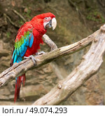 macaw on the branch. Стоковое фото, агентство Ingram Publishing / Фотобанк Лори