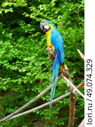 macaw on the branch. Стоковое фото, агентство Ingram Publishing / Фотобанк Лори