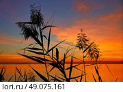 La Albufera lake sunset in El Saler of Valencia at Spain. Стоковое фото, агентство Ingram Publishing / Фотобанк Лори