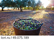 Olives harvest picking in farmer basket at Mediterranean. Стоковое фото, агентство Ingram Publishing / Фотобанк Лори