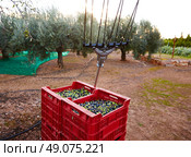 Olives harvest and picking vibration fork tool at Mediterranean. Стоковое фото, агентство Ingram Publishing / Фотобанк Лори