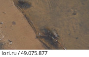 Crayfish in Shallow Water by a Sandy Shore. Natural behavior in their aquatic habitat is evident, showcasing crustaceans in a calm, shallow riverbed setting. Стоковое видео, видеограф Александр Прошкин / Фотобанк Лори