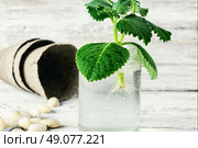 Seedling of plant takes root in glass jar with water. Spring appendage of lemongrass. Стоковое фото, агентство Ingram Publishing / Фотобанк Лори
