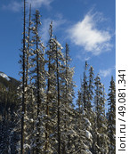 Snow covered trees with mountain in winter, Emerald Lake, Yoho National Park, British Columbia, Canada. Стоковое фото, агентство Ingram Publishing / Фотобанк Лори