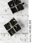 Germinated seeds decorative pumpkins in peat pots. Spring sprout pumpkin. Стоковое фото, агентство Ingram Publishing / Фотобанк Лори