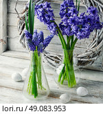 Cut branches of hyacinths in glass flask.Photography in a light tone. Still life with hyacinths. Стоковое фото, агентство Ingram Publishing / Фотобанк Лори