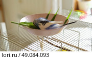 Parrot is bathing in a bowl of water next to the cage. Budgie splashing. Domestic animals healthy lifestyle. Pets care. Budgerigar bird funny video. Parakeet with wet feathers after swimming. 4K. Стоковое видео, видеограф Марина Демидюк / Фотобанк Лори