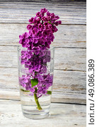 lilacs. Стоковое фото, агентство Ingram Publishing / Фотобанк Лори