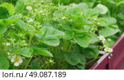 Strawberry blossom with green leaves against a soil background. Copy space for text. Close up shot of a strawberry bush with blooming flowers. One big white flower. Flowering garden healthy plants. Стоковое видео, видеограф Марина Демидюк / Фотобанк Лори
