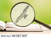 Bird search with a magnifying glass in a book. Стоковое фото, агентство Ingram Publishing / Фотобанк Лори