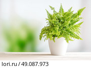 Fern in a white flowerpot on a wooden table. Стоковое фото, агентство Ingram Publishing / Фотобанк Лори