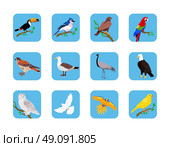 Collection of various birds flat design. Birds flying, owl and animals, bird vector, eagle wild, wildlife character, fauna and flying, toucan and zoology illustration. Стоковая иллюстрация, агентство Ingram Publishing / Фотобанк Лори