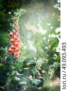 Pretty foxglove flowers in garden or park. Summer garden nature background with pink foxglove flowers. Стоковое фото, агентство Ingram Publishing / Фотобанк Лори