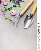 Hand garden rake and shovel with flowers plant on gray stone background, top view, place for text. Summer gardening concept. Стоковое фото, агентство Ingram Publishing / Фотобанк Лори