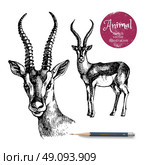 Hand drawn antelope animal vector illustration. Sketch isolated on white background with pencil and label banner. Стоковая иллюстрация, агентство Ingram Publishing / Фотобанк Лори