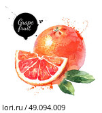 Watercolor hand drawn pink grapefruits. Isolated eco natural food fruits vector illustration on white background. Стоковая иллюстрация, агентство Ingram Publishing / Фотобанк Лори