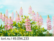 Pretty lupines flowers in garden or park over blue sky background, outdoor nature background. Стоковое фото, агентство Ingram Publishing / Фотобанк Лори