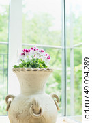 Terracotta vase or flowers pot with lovely geranium flowers over window background, home decoration and interior. Стоковое фото, агентство Ingram Publishing / Фотобанк Лори