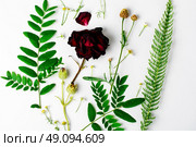 Herbarium of field of wild foliage. Herbarium applique with field of wild flowers and plants on white background. Стоковое фото, агентство Ingram Publishing / Фотобанк Лори
