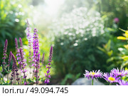 Flowering sage in the background of a summer garden, outdoor nature background. Стоковое фото, агентство Ingram Publishing / Фотобанк Лори