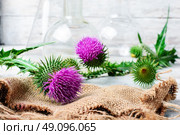 Extract from medicinal plants. Buds medicinal wild plants burdock and burdocks medicinal tincture from it. Стоковое фото, агентство Ingram Publishing / Фотобанк Лори