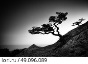 Tree and sea at sunset. Crimea landscape. Nature background. Стоковое фото, агентство Ingram Publishing / Фотобанк Лори