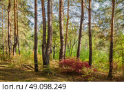 Солнечный день в осеннем лесу. Стоковое фото, фотограф Альбина Шаимова / Фотобанк Лори