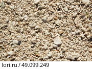 Key West beach shells sand detail in Florida USA fort Zachary Taylor. Стоковое фото, агентство Ingram Publishing / Фотобанк Лори