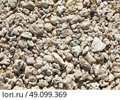 Key West beach shells sand detail in Florida USA fort Zachary Taylor. Стоковое фото, агентство Ingram Publishing / Фотобанк Лори