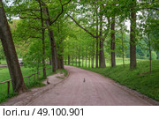 View of the Pilbashennaya alley in Pavlovsky Park on a sunny summer day, Pavlovsk, St. Petersburg, Russia. Стоковое фото, фотограф Ula Ulachka / Фотобанк Лори