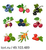 Berries Of Trees And Shrubs Set . Berries of trees and shrubs set with green leaves isolated vector illustration. Стоковая иллюстрация, агентство Ingram Publishing / Фотобанк Лори