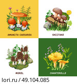 Wild Mushrooms 2x2 Design Concept. Wild mushrooms 2x2 design concept set of shiitake chanterelle morel and amanita caesarea  compositions flat vector illustration  . Стоковая иллюстрация, агентство Ingram Publishing / Фотобанк Лори