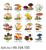 Collection Of Edible Mushrooms And Toadstools. Colorful forest wild collection of assorted edible mushrooms and toadstools with names in cartoon style isolated vector illustration . Стоковая иллюстрация, агентство Ingram Publishing / Фотобанк Лори