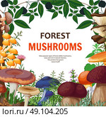 Forest Wild Mushroom Background. Forest background with decorative frame containing wild mushrooms field flowers and twig of bush with blackberries cartoon vector illustration. Стоковая иллюстрация, агентство Ingram Publishing / Фотобанк Лори