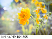Yellow Geum flowers in garden or park bed on sunny summer day. Стоковое фото, агентство Ingram Publishing / Фотобанк Лори
